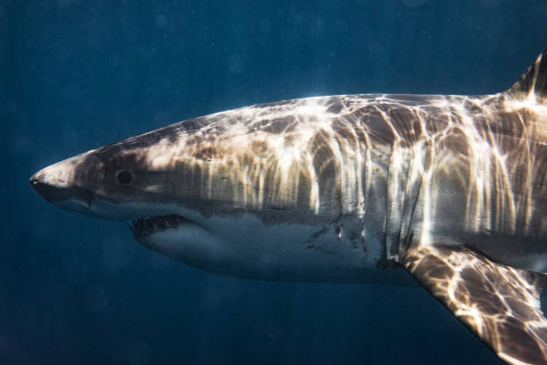 istock Close up side view of large Great White Shark swimming past showing teeth 1499299537