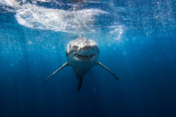 istock Front on shot of ominous looking Great White Shark smiling at camera 1499299581