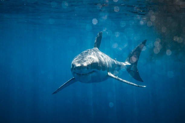 istock Front on shot of ominous looking Great White Shark approaching smiling at camera 1499299595
