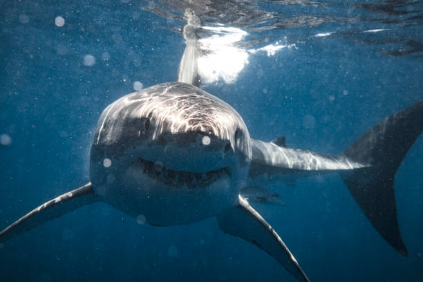 istock Front on shot of ominous looking Great White Shark smiling at camera 1499299614
