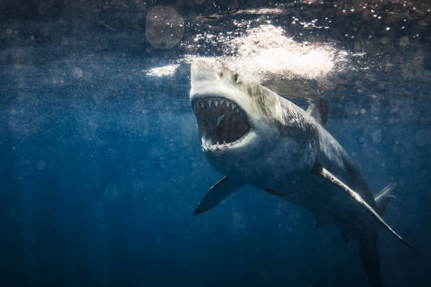 istock Close up of Great White Shark attack with open mouth showing teeth 1499299672