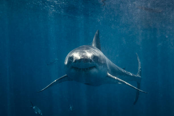 istock Front on shot of ominous looking Great White Shark smiling at camera 1499299843