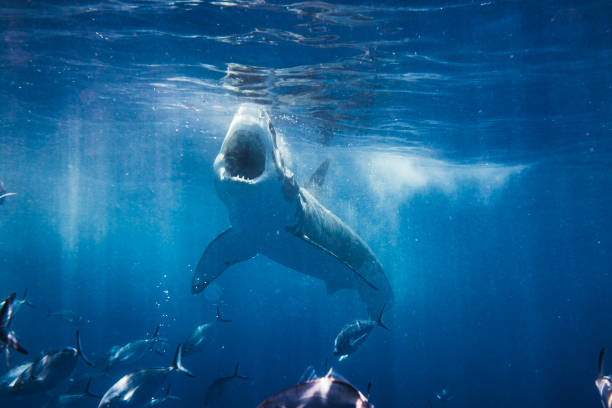 istock Great White Shark attack with open mouth showing teeth feeding on bait 1499299884