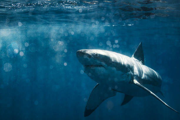 istock Large Great White Shark swimming in stirred up ocean with bokeh 1499300028