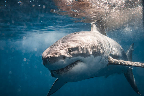 Close up of Great White Shark passing showing teeth stock photo