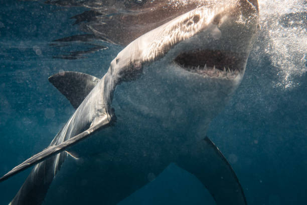 istock Close up of Great White Shark attack with open mouth showing teeth 1499300062