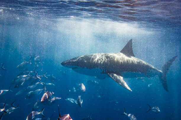 istock Large Great White Shark swimming past side on view 1499300071