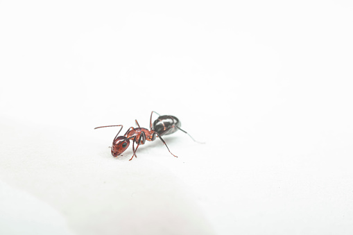 a macrophotography image of an ant with a white backdrop