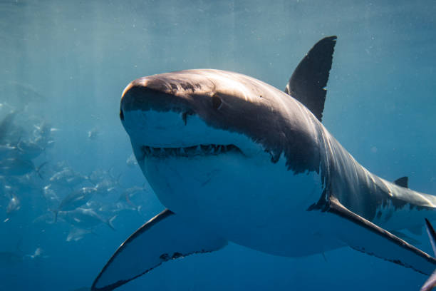 istock Ominous looking Great White Shark swimming over camera 1499300128