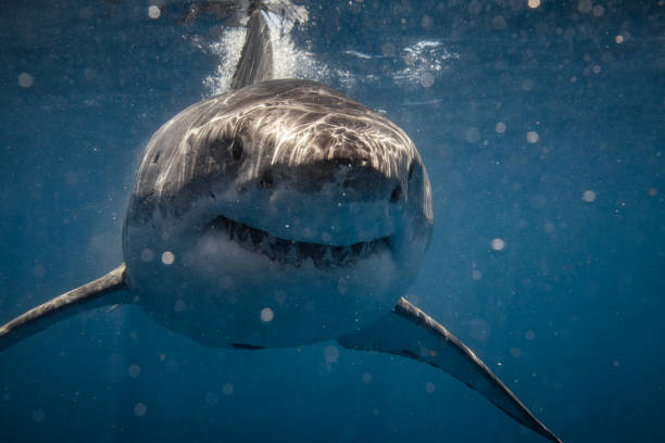 Ominous looking Great White Shark looking at camera showing teeth with intent