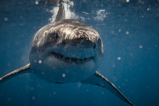 Ominous looking Great White Shark looking at camera showing teeth with intent. Photographed in South Australia while cage diving.