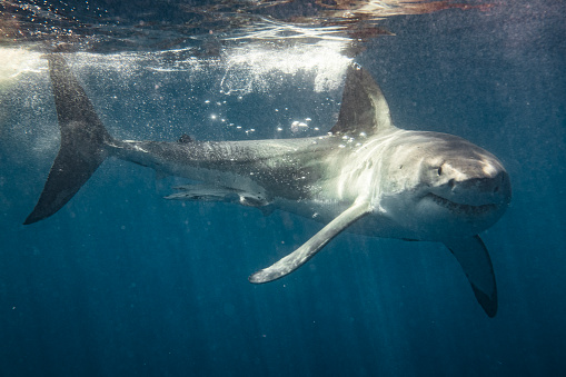 Ominous looking Great White Shark turning towards camera with intent with fin slicing water surface. Photographed in South Australia while cage diving.