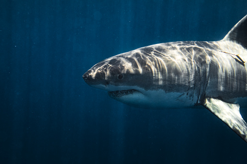Close up of ominous Great White Shark swimming past. Photographed in South Australia while cage diving.