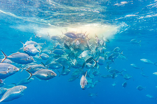 Large school of Silver Jack Bigeye Trevally fish in feeding frenzy in clear blue water