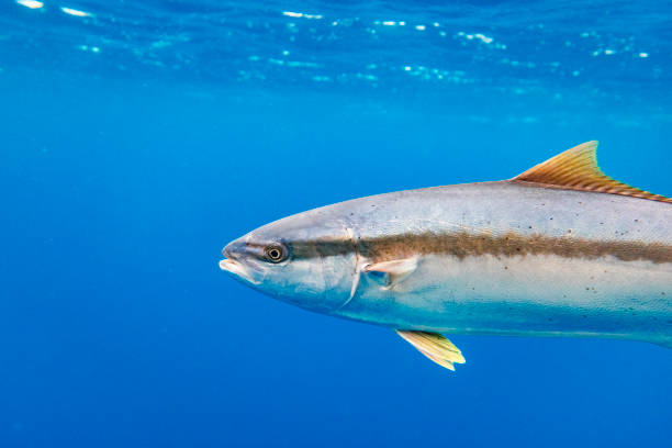 istock Large Kingfish or Amberjack swimming in clear blue water 1499301197