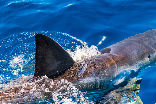 Large Great White Shark swimming past with dorsal fin out on surface of clear blue ocean. Photographed in South Australia while cage diving.