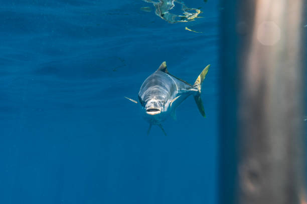 istock Large Kingfish or Amberjack looking directly at camera in clear blue water 1499301210