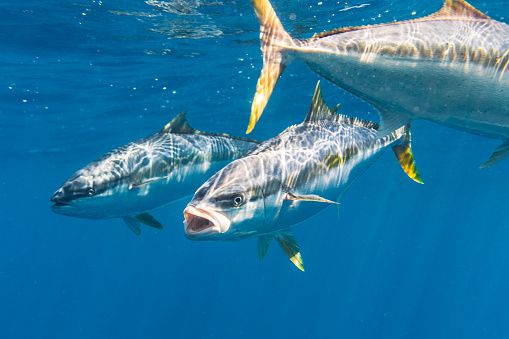 Large Kingfish or Amberjack swimming in clear blue water