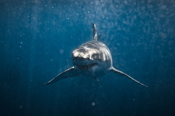 istock Front on shot of ominous looking Great White Shark smiling at camera 1499301222