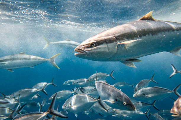 Large Kingfish or Amberjack fish swimming through school of Silver Jack Bigeye Trevally fish in clear blue water stock photo