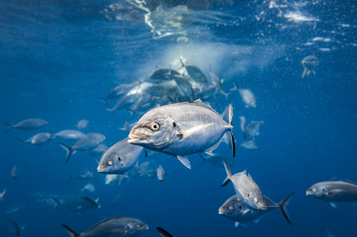 Silver Jack Bigeye Trevally Fish in clear blue water