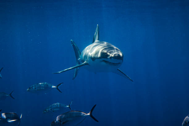 istock Front on shot of ominous looking Great White Shark smiling at camera 1499303052