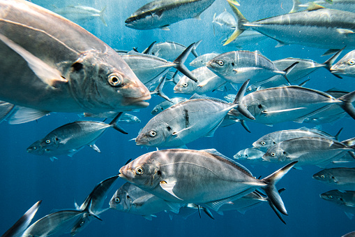 Large school of curious Silver Jack Bigeye Trevally fish in clear blue water