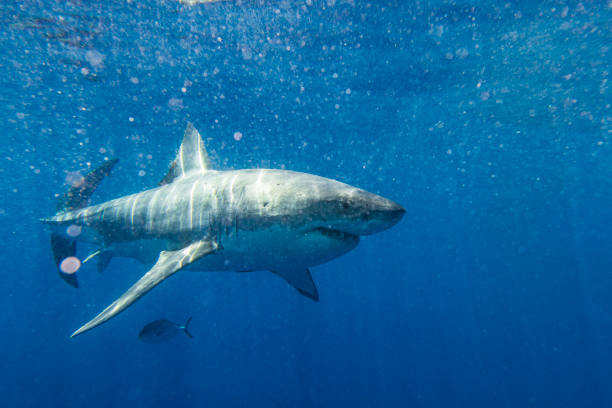 istock Large Great White Shark swimming past side on view 1499303122