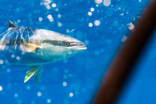 Large Kingfish or Amberjack swimming in clear blue water