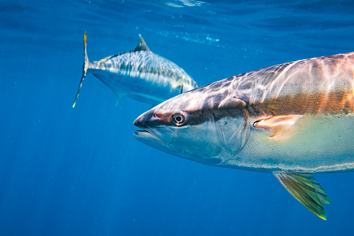 Large Kingfish or Amberjack swimming in clear blue water