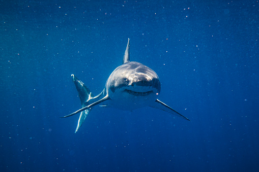 Front on shot of ominous looking Great White Shark swimming directly at camera. Photographed in South Australia while cage diving.