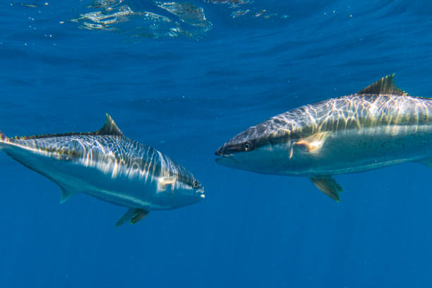 istock Large Kingfish or Amberjack swimming in clear blue water 1499303205