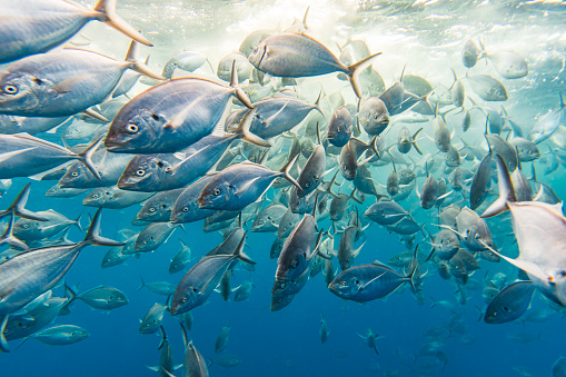 Large school of Silver Jack Bigeye Trevally fish in feeding frenzy in clear blue water