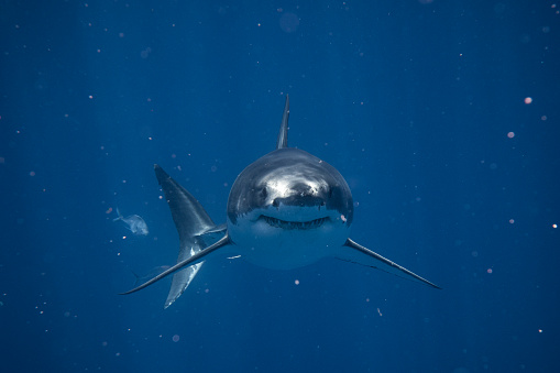 Front on shot of ominous looking Great White Shark smiling at camera. Photographed in South Australia while cage diving.