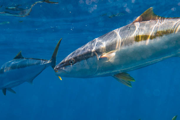 istock Large Kingfish or Amberjack swimming in clear blue water 1499303314