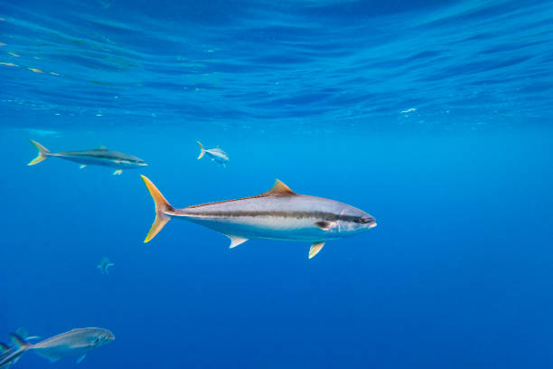 istock Large Kingfish or Amberjack swimming in clear blue water 1499303350