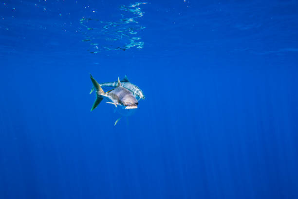 istock Large Kingfish or Amberjack swimming in clear blue water 1499303379