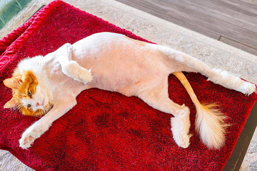 An orange and white long haired cat with a lion cut relaxing on his back on a red blanket inside a living room.