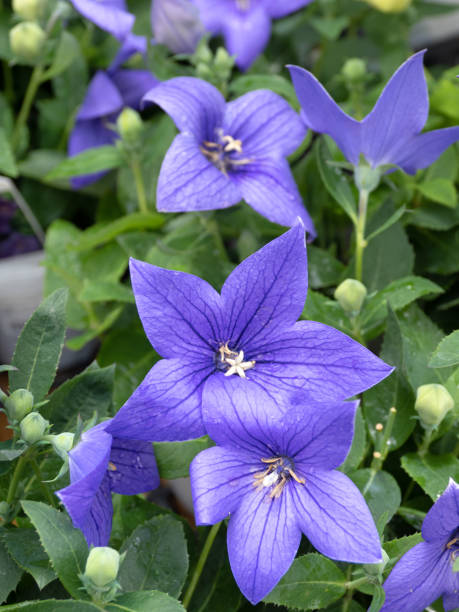 istock Japanese Bellflowers in full bloom 1499315281