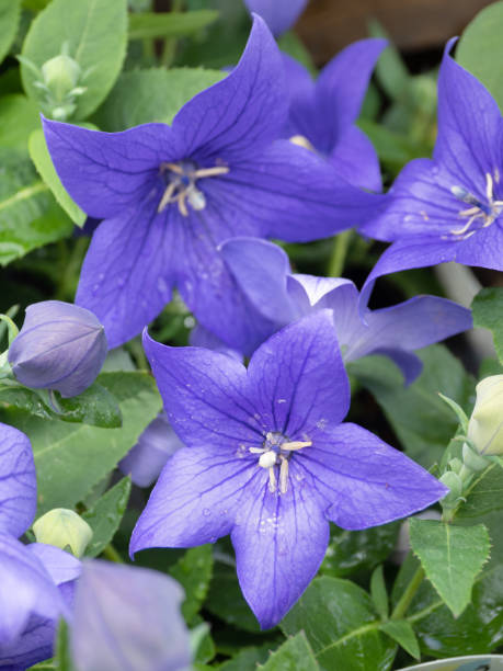 istock Japanese Bellflowers in full bloom 1499315282