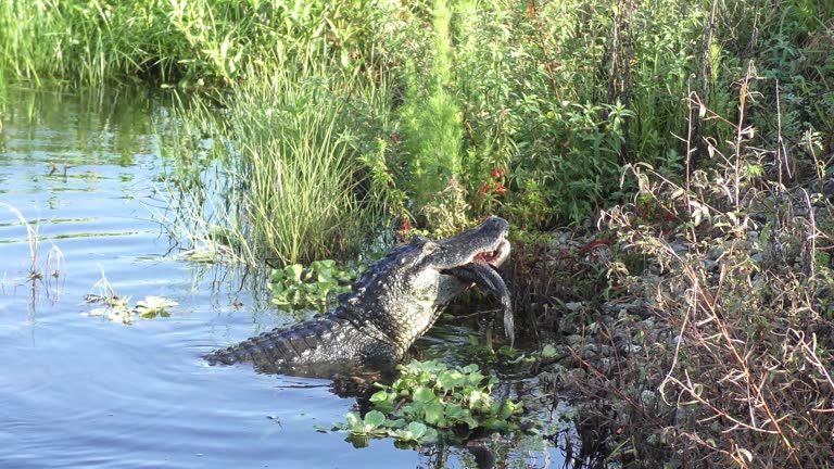 Alligator Eating a Large Fish in Florida Lake.