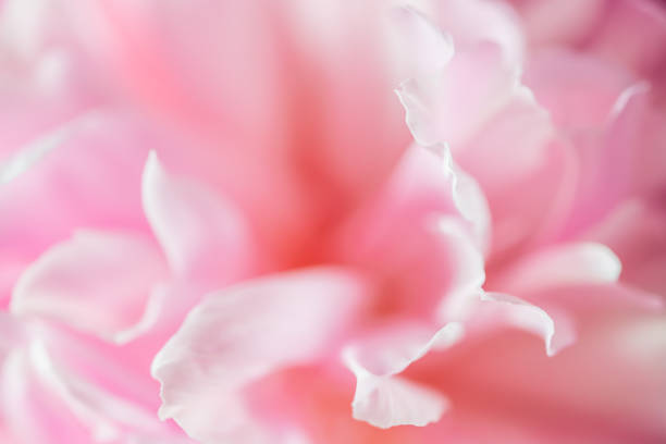 istock Blooming pink peony flower background. Macro image. 1499320194