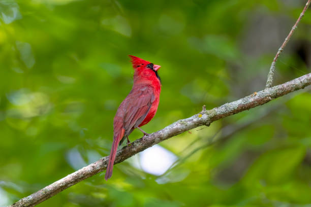 istock The northern cardinal (Cardinalis cardinalis). 1499323528