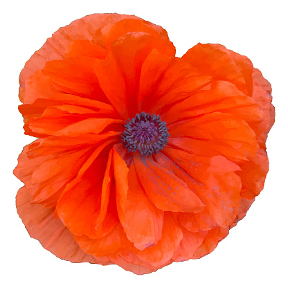 Bright red poppy flower head. Top view vector illustration. Isolated on white background