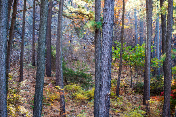 istock The autumn in Mt. Kwanaksan 1499323730