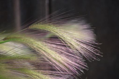 Wild Foxtail Barley closeup of plant growing outdoors in park