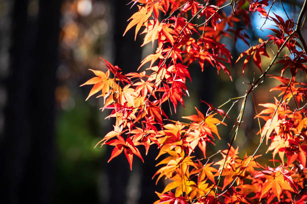 istock The autumn leaves in Mt. Kwanaksan 1499328478