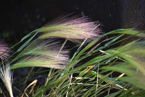 Wild Foxtail Barley closeup of plant growing outdoors in park