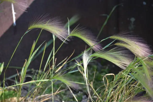 Wild Foxtail Barley closeup of plant growing outdoors in park