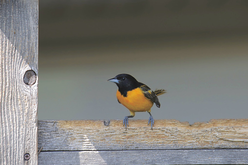 Baltimore Oriole (male) (icterus galbula) perched in a platform bird feeder